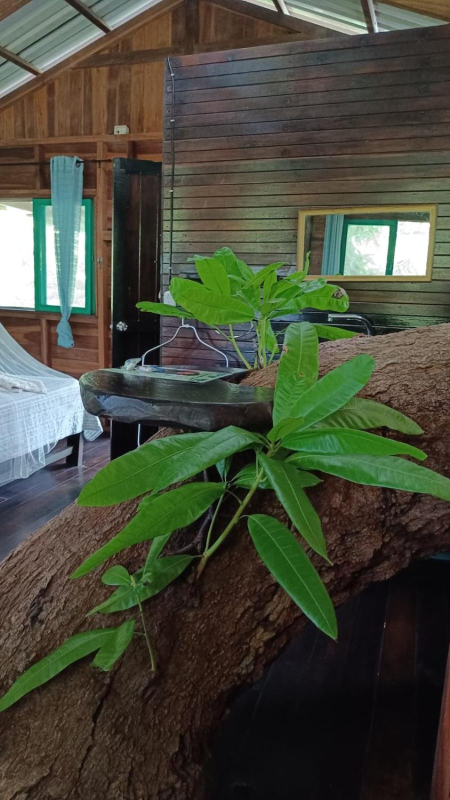 Playa Grande Lodge & Tree House كويتا المظهر الخارجي الصورة