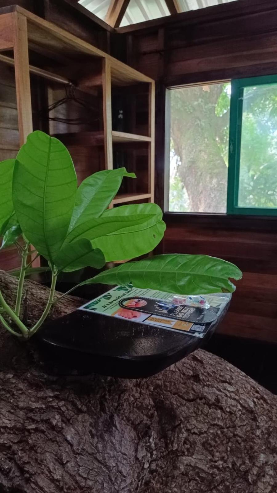 Playa Grande Lodge & Tree House كويتا المظهر الخارجي الصورة
