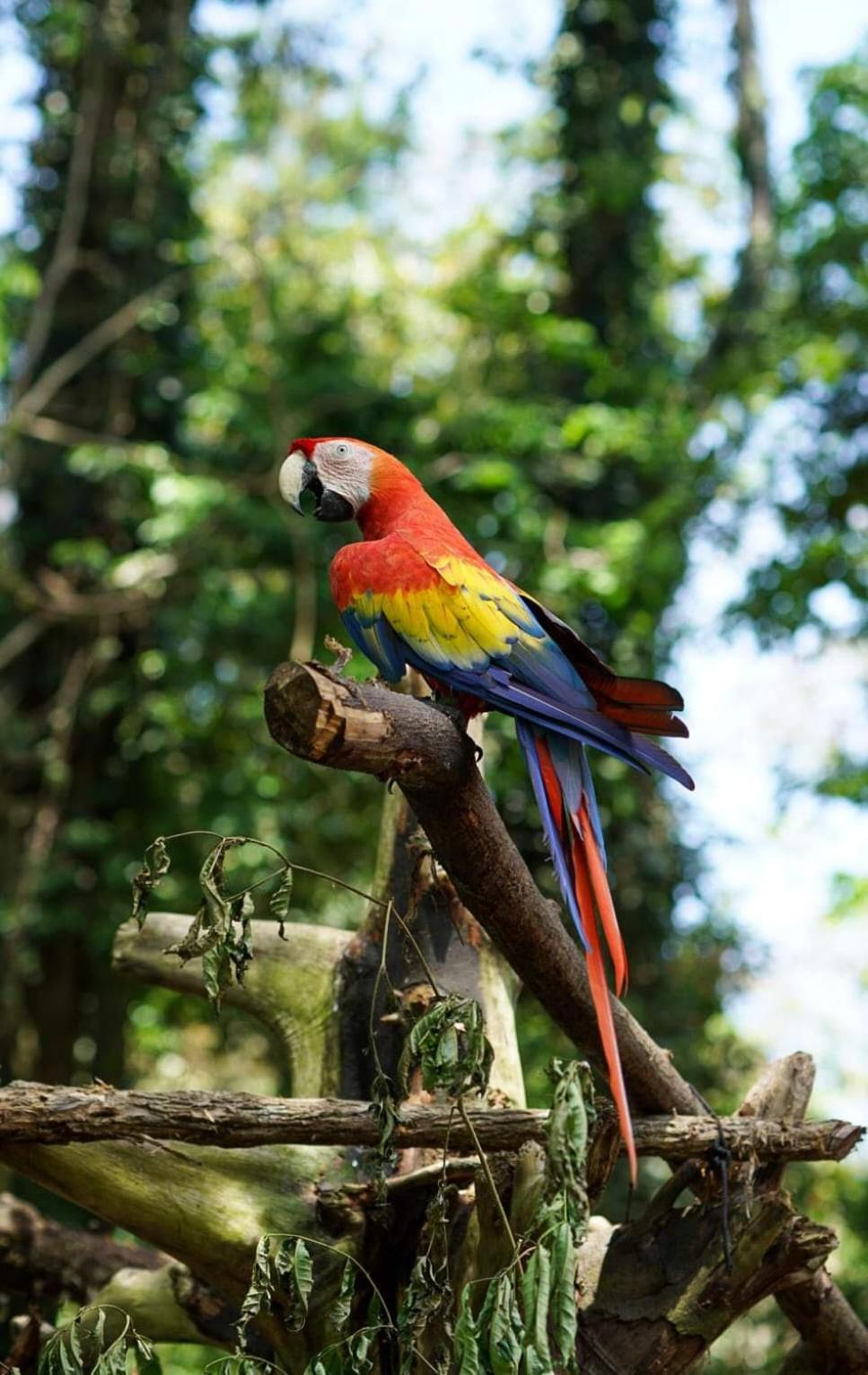 Playa Grande Lodge & Tree House كويتا المظهر الخارجي الصورة