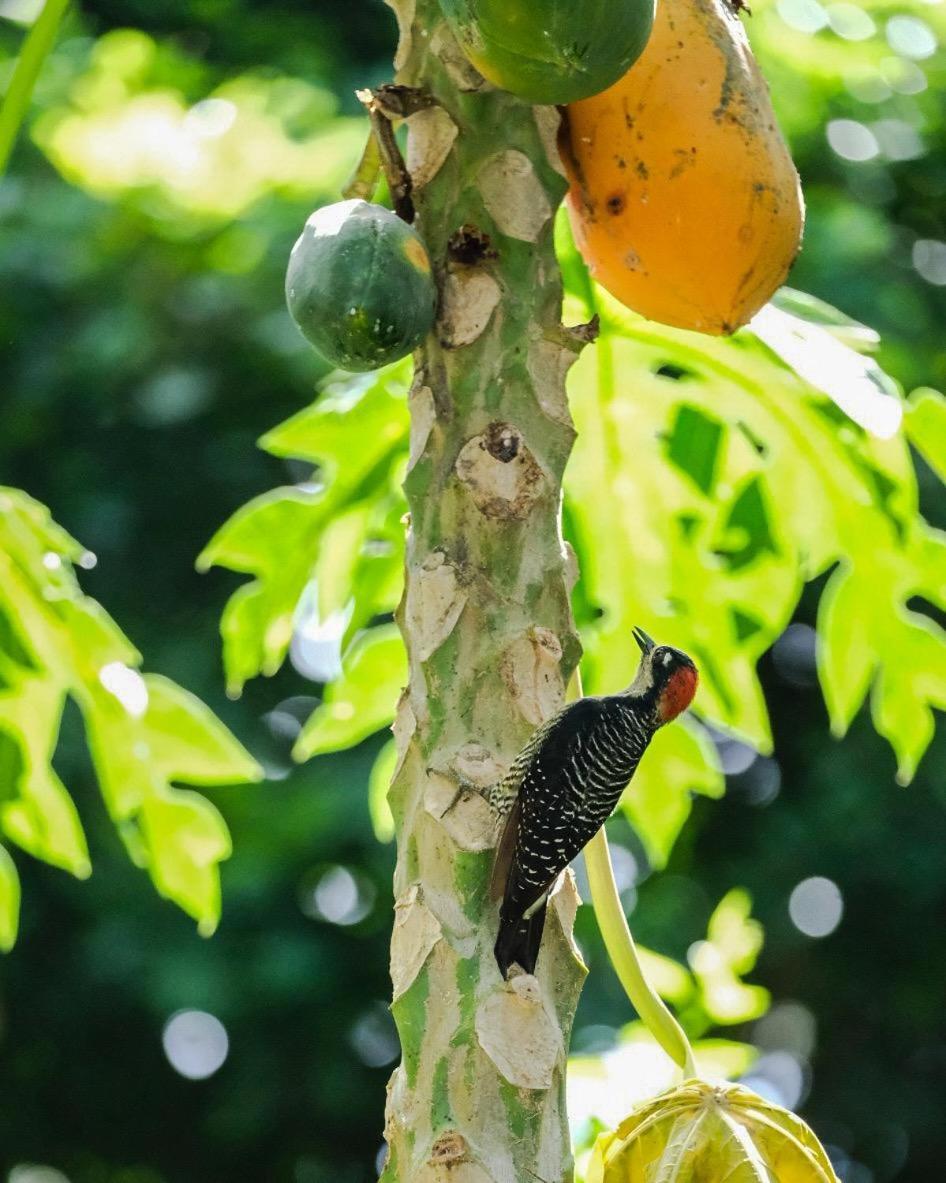 Playa Grande Lodge & Tree House كويتا المظهر الخارجي الصورة